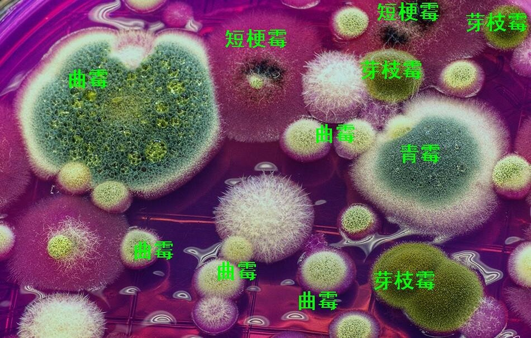 霉的种类及其特点