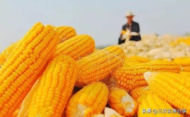 饲料配方中的玉米种类及其应用分析