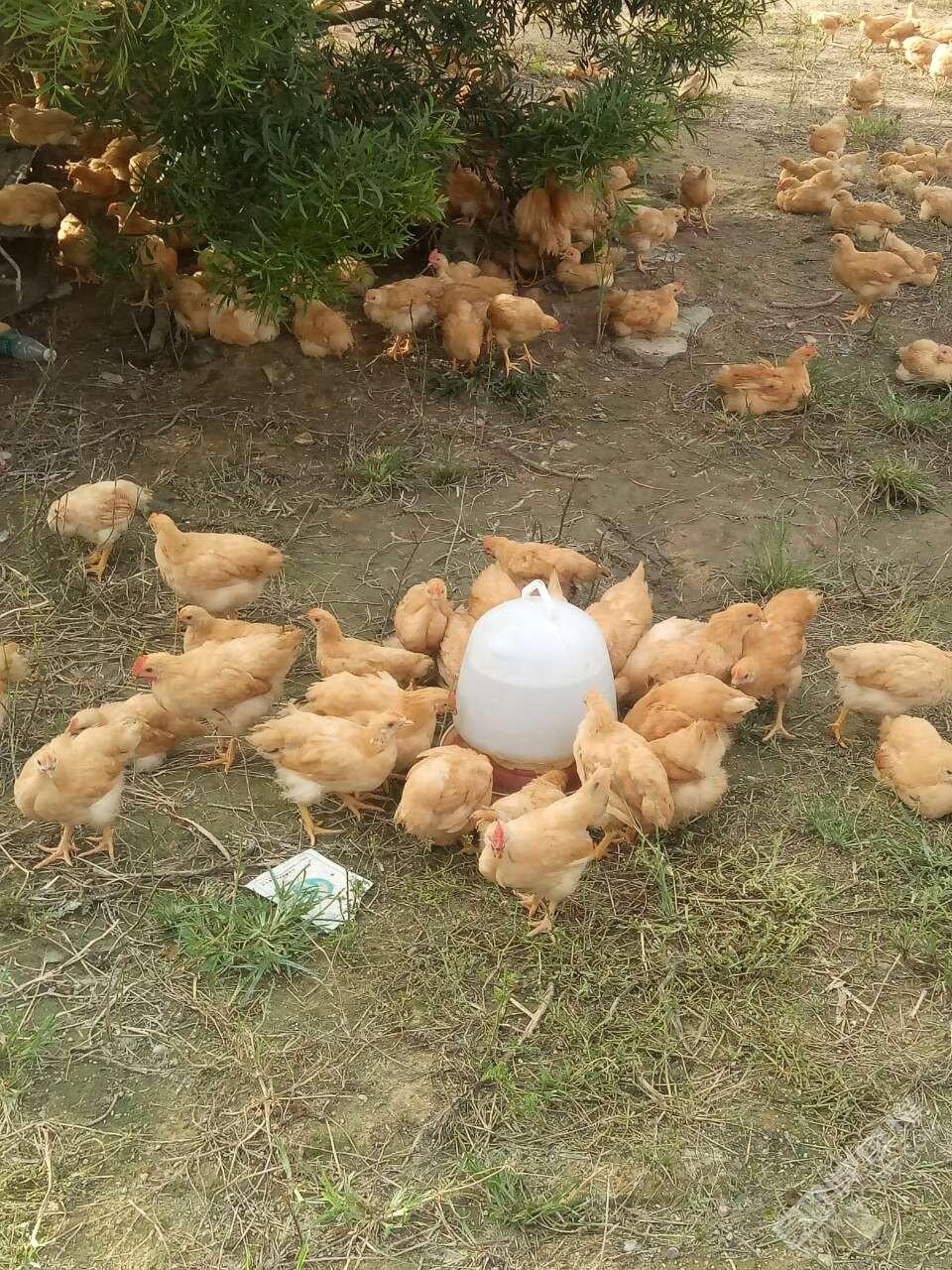 小鸡饲料类型详解