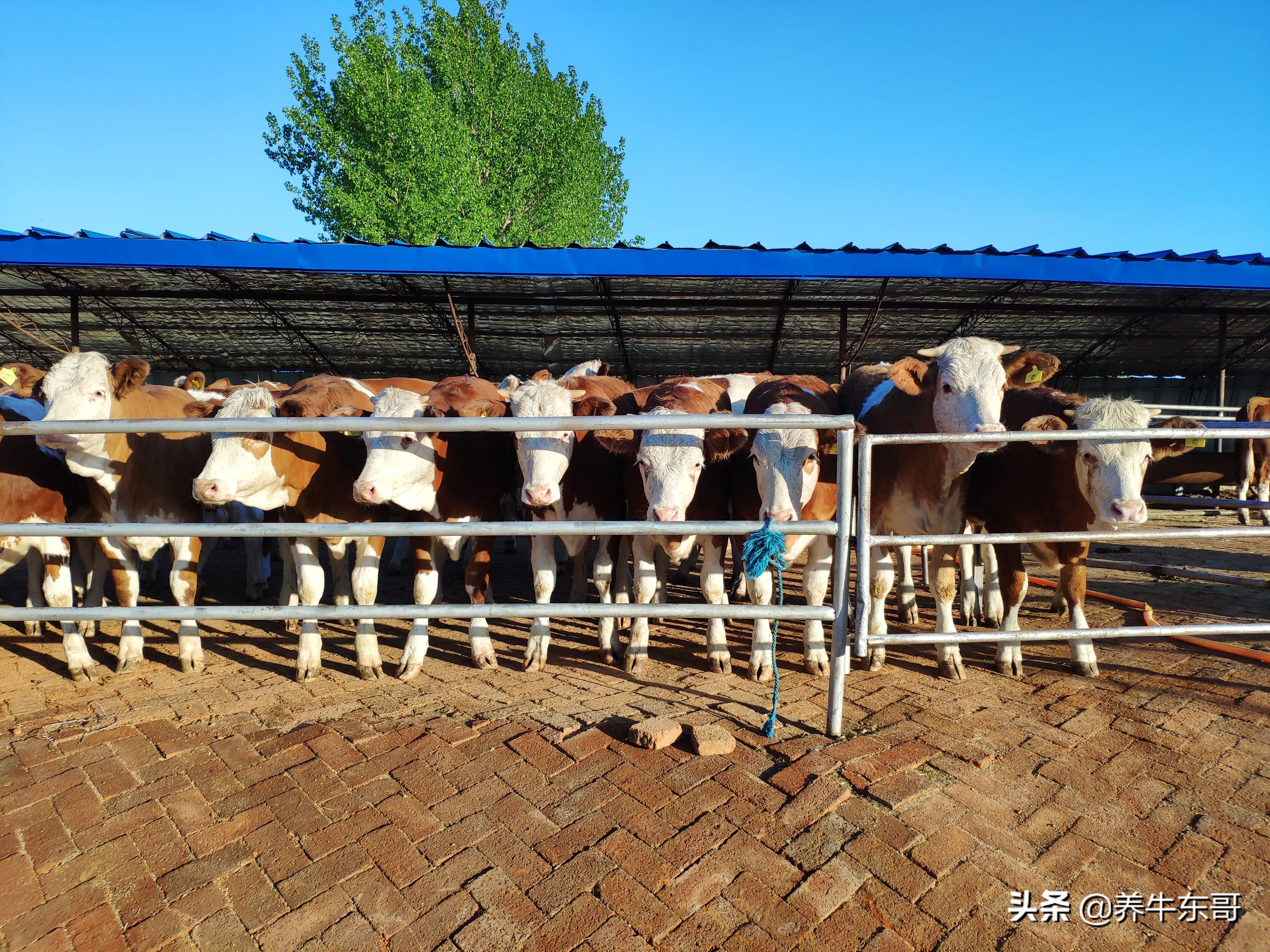 养牛种类及其特点