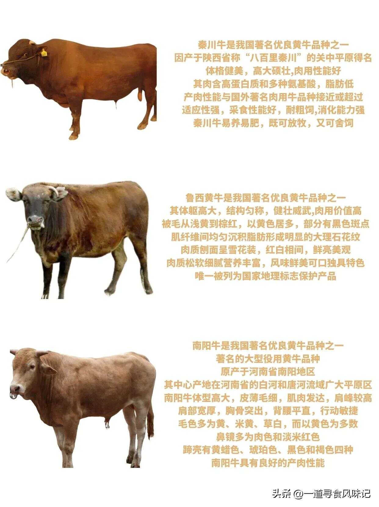 国内牛的种类及其特点