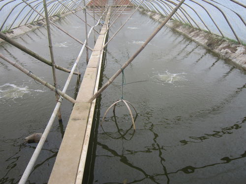 搭建虾子养殖大棚的步骤与注意事项