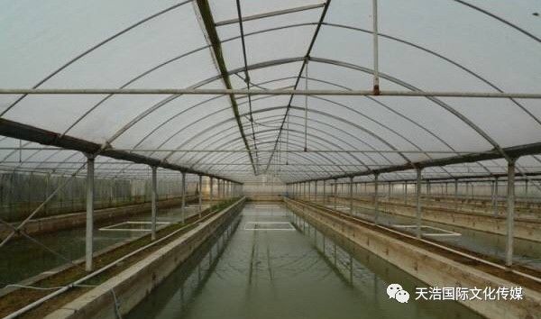 大棚水产养殖技术培训，开启高效渔业养殖新篇章