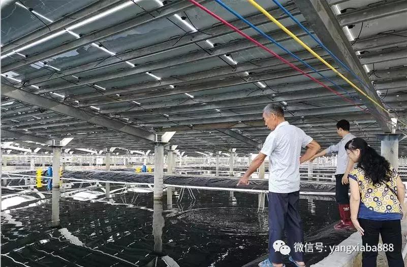 水上大棚虾蔬菜，一种创新的水产农业模式