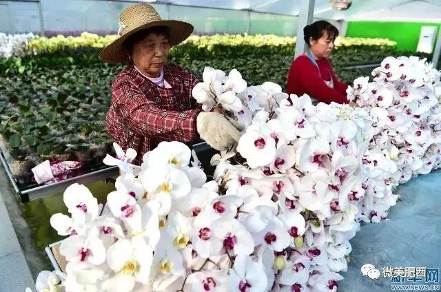 养殖黑鱼在大棚中的可行性探讨