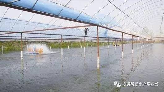 简易大棚暂养虾，一种高效养殖模式的探索与实践