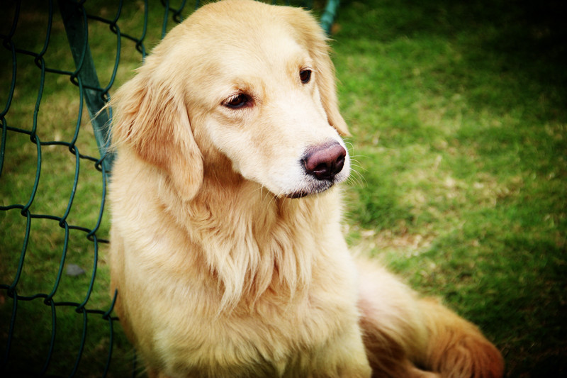 黄金狩猎犬，忠诚、智慧与力量的完美结合