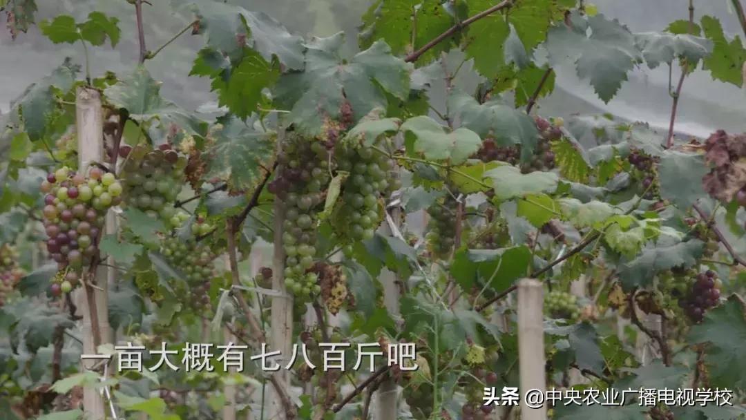 人工大棚养殖青蛙，一种高效生态养殖模式的探索与实践