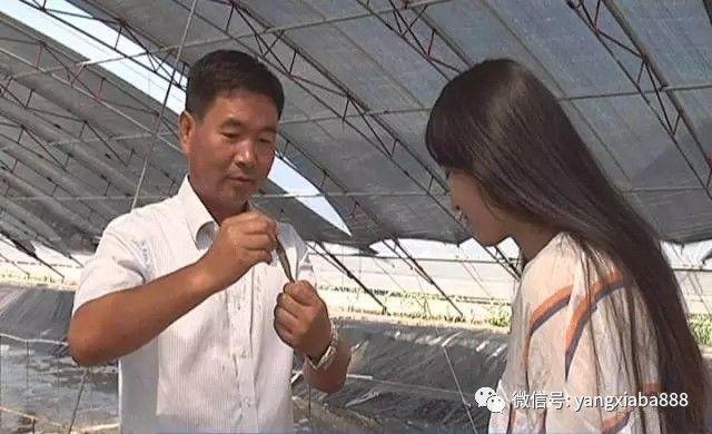 山东大棚淡水养虾，探索高效养殖之路