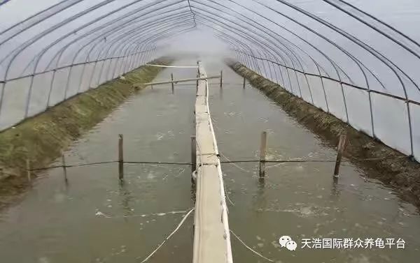 寿光大棚养虾的成功率及其影响因素分析