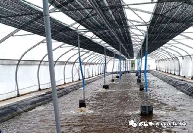 大棚数字化养虾技术领先——现代水产养殖的新篇章