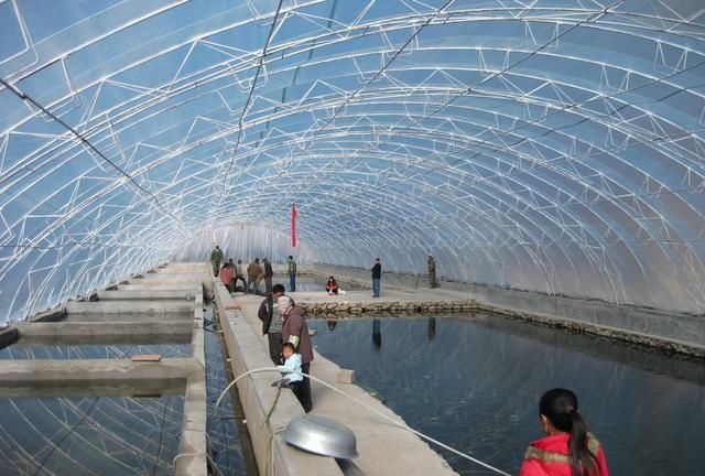 大棚养鱼池建造的全面解析