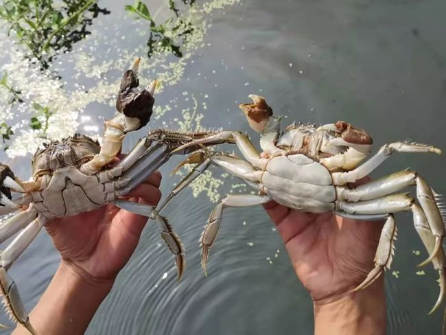 开局抢河蟹，策略与智慧的水中争霸