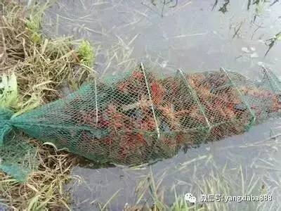 大棚淡水虾养殖技术与管理