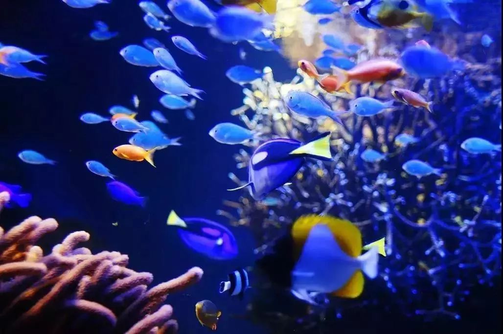 天津观赏鱼大棚鱼讯——探寻城市中的水族秘境