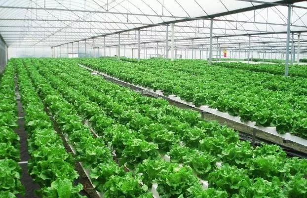 大棚养龙虾教程，从入门到精通