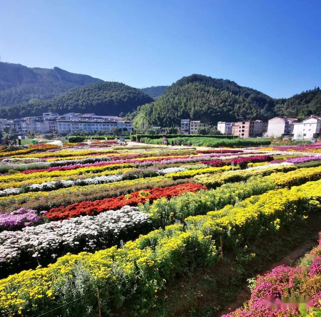 菊花盆栽品种介绍及图片