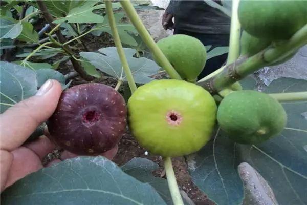 主流无花果品种，深度解析与比较