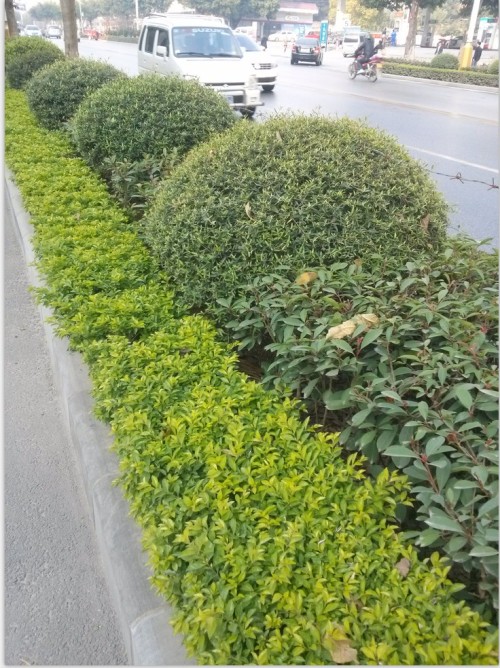 球形绿化树的品种及其特点