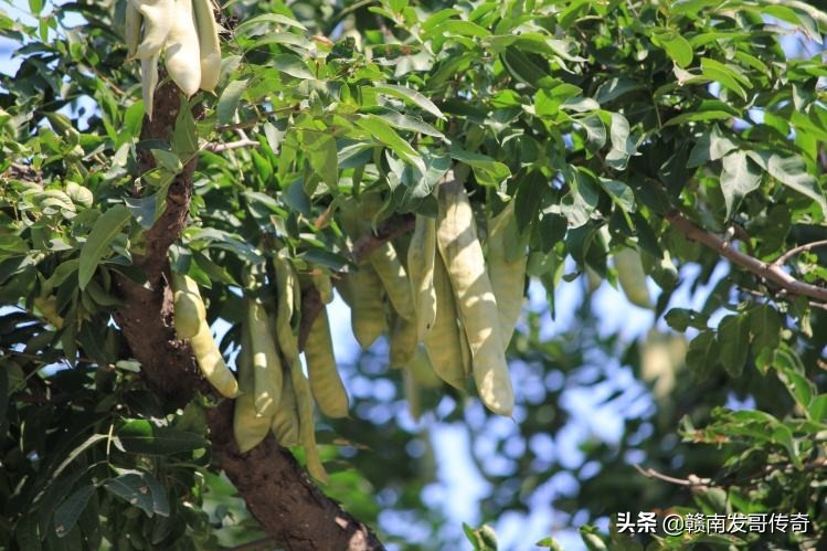 皂角树品种繁多，探索不同种类的独特之处