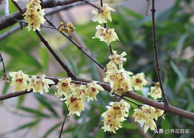 腊梅品种繁多，各具特色，那么什么样的品种好呢？本文将为您介绍几个优秀的腊梅品种，带您领略腊梅的魅力。
