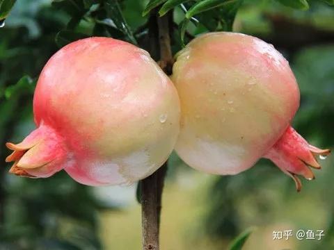 石榴品种分类与介绍