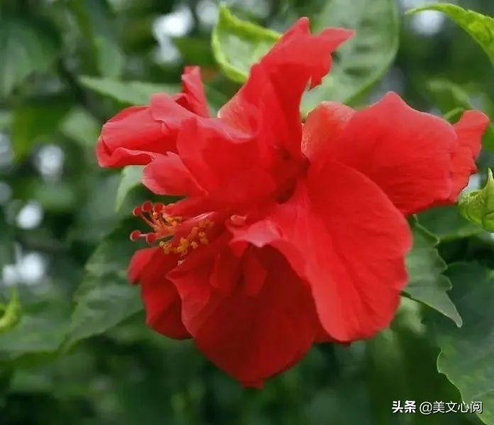 木槿品种，美丽与坚韧的象征