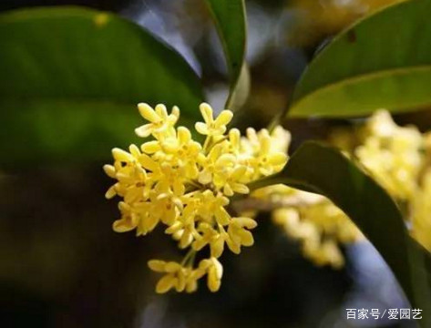 适合盆栽的桂花品种介绍