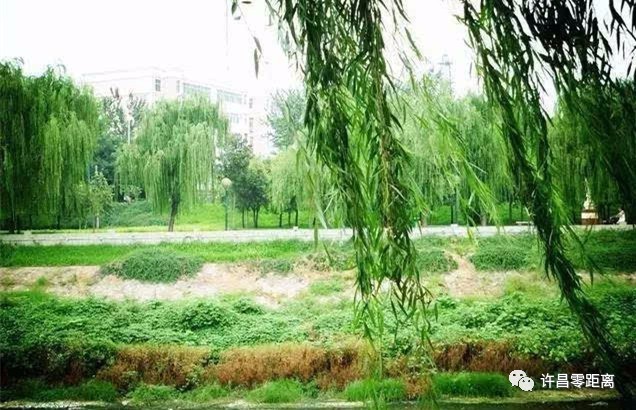 柳树品种图及其多样性探讨