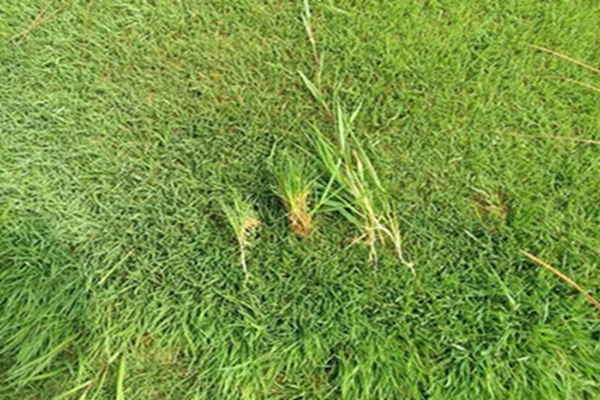 耐踏草的品种及其特点
