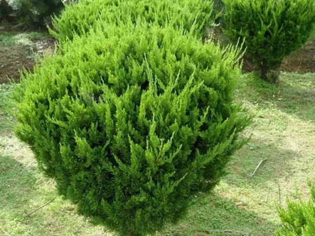 龙柏的品种及其特点