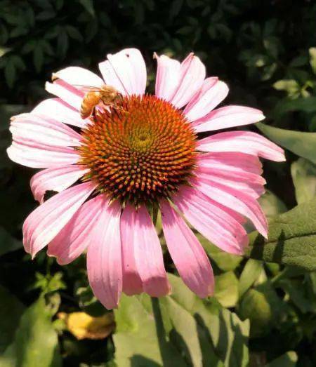 松果菊品种大全，探索多彩多姿的植物世界