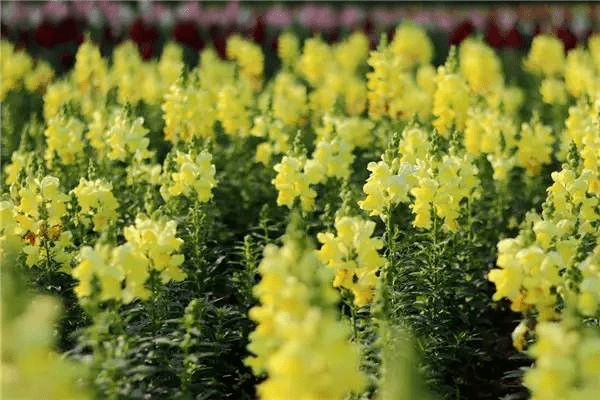 庭院绿化热销的花卉品种