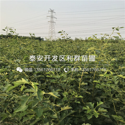 树苗围栏的品种及其特性
