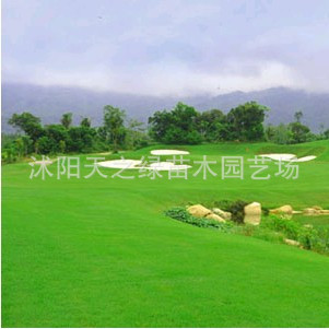 沭阳真草坪的品种与特色