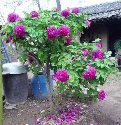美国花卉品种丰富多样，独具魅力