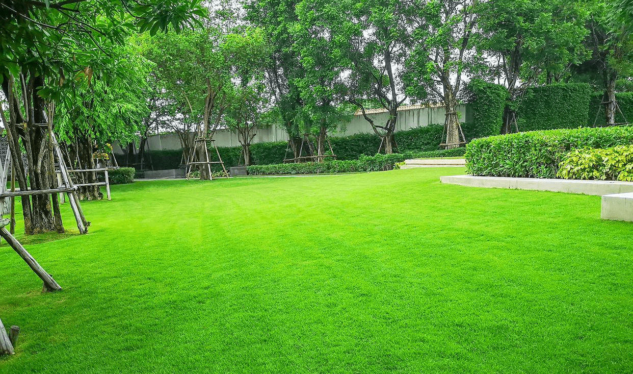 草地绿化品种，塑造可持续生态与美化城市的关键要素