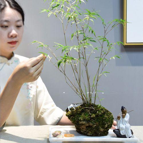 适合庭院种植的竹子品种