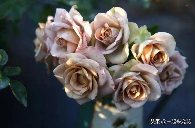 经典切花月季品种，月季之美，绽放千年