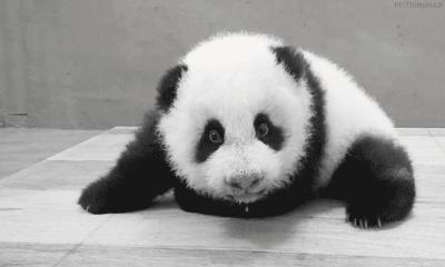 游戏人生中的GIF表情包，一种全新的交流方式