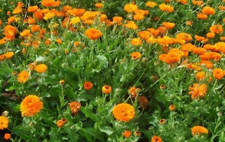 速生花卉品种及其特点