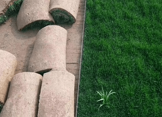 草皮品种的选择，哪些比较好