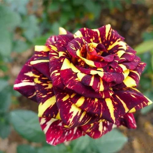 月季花品种繁多，价格各异——探索月季花的价值与魅力