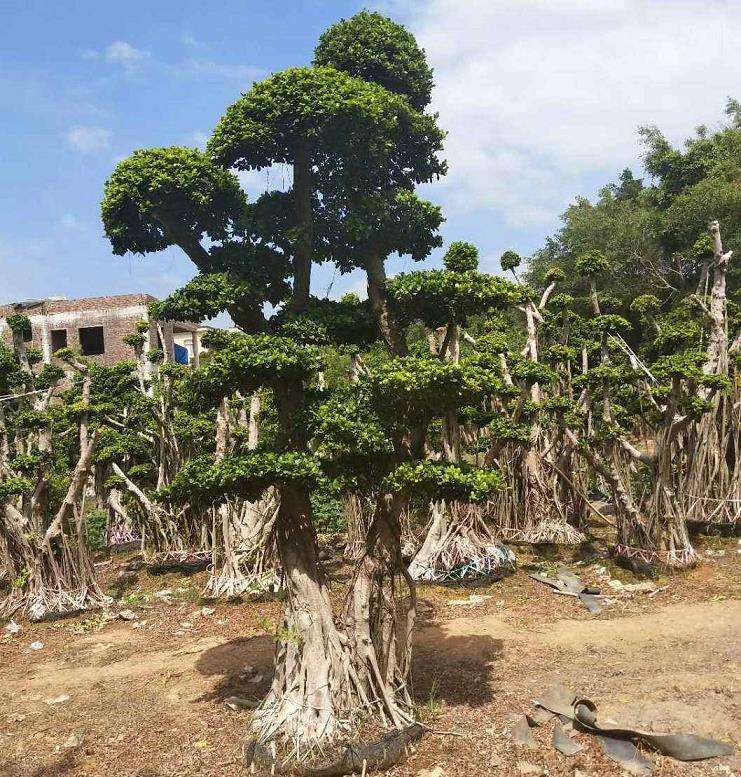 小叶榕品种，独特魅力与广泛应用