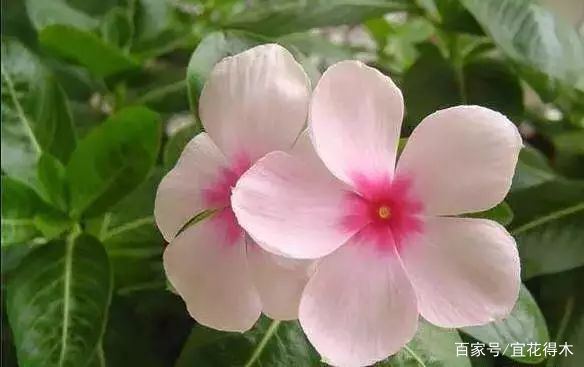 长春花的品种世界，探索与欣赏