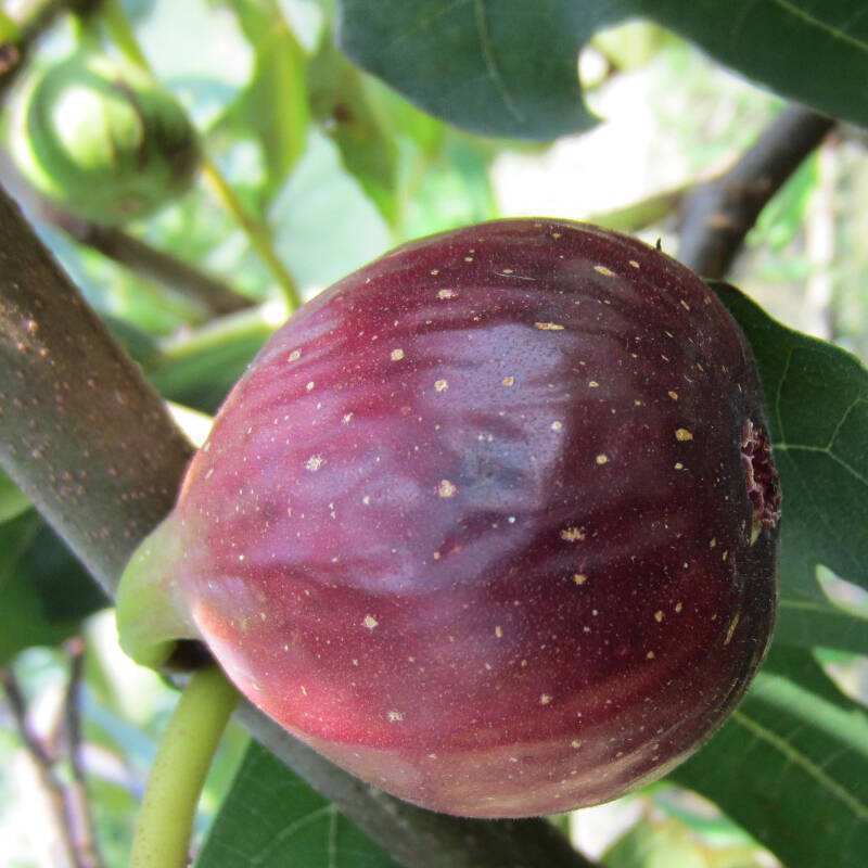 无花果大紫果的品种解析