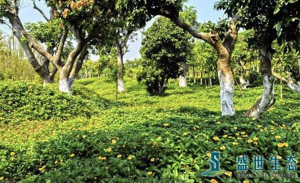 园林植物新品种，推动城市绿化与生态保护的新动力