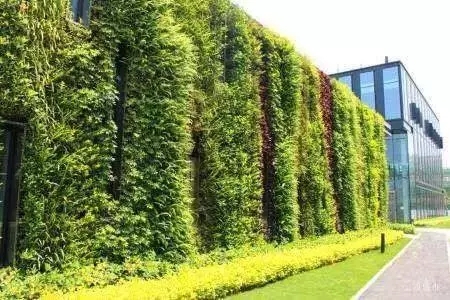 立体绿化植物品种繁多，各具特色