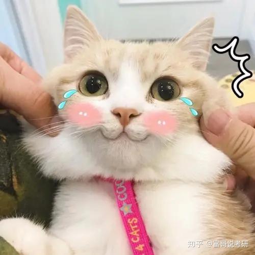 猫咪日常表情包，萌宠生活的无限乐趣