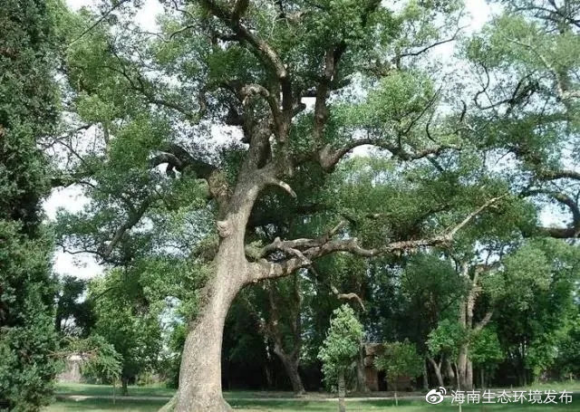 大树品种，多样性与生态价值
